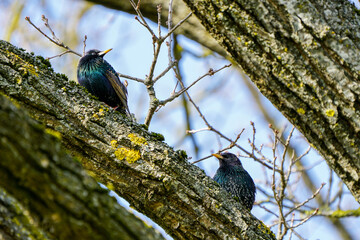 Bird life in early spring, two common starlings sit on a tree branch and look at each other