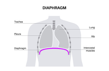 Wall Mural - Diaphragm anatomical poster