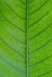 Fototapeta  - green leaf background