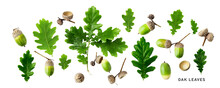 Oak Leaves And Acorns. Green Oak Leaves Set. PNG Isolated With Transparent Background. Flat Lay, Top View. Without Shadow.