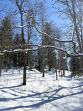 Fototapeta  - snow covered trees