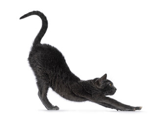 Fototapete - Cute young Korat cat, standing side ways stretching in yoga pose. Looking towards camera. Isolated on a white background.