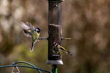 A Goldfinch And A Great Tit At A Bird Feeder In A Sussex Garden
