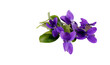 Veilchen Viola