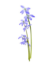 Wall Mural - blue wild flowers in early spring. primroses, snowdrops isolated on a white background
