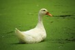 A beautiful white duck is bathing in the water of the pond