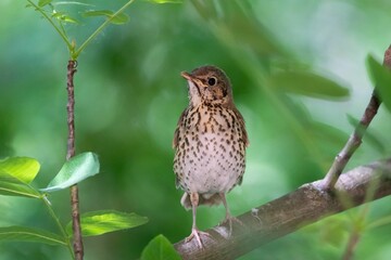 Wall Mural - Small brown bird perching on a tree branch