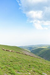 Poster - Flock of sheep in the meadow in Armenia with the Mount Aragats in the background