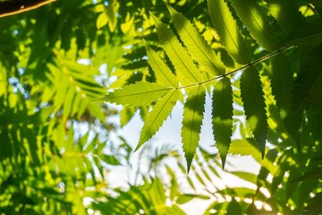 Poster - Green leaves on tree under the warm sunlight, close-up