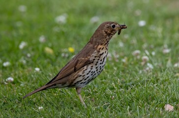 Canvas Print - Song thrush bird with a worm on its beak