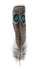 Spotted feather of a Palawan peacock-pheasant with two Eyespots, Polyplectron napoleonis, isolated on white