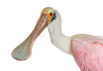 Wall Mural - close-up on a roseate spoonbill beak, platalea ajaja, isolated on white