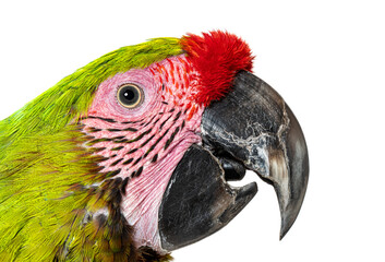 Wall Mural - Close-up of a Great green macaw head shot, open beak, Ara ambiguus, Isolated on white