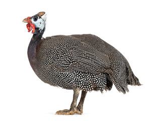 Poster - Side view of a Helmeted guineafowl, Numida meleagris, isolated on white