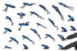 © Eric Isselée - Arrangement of many photo of a Blue poison dart frog jumping , Dendrobates tinctorius azureus, isolated on white