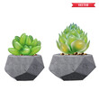 Green succulent plant in beige flowerpot 3D realistic tree front view. Popular indoor plants elements and succulents rosettes varieties including pin cushion cactus realistic collection isolated