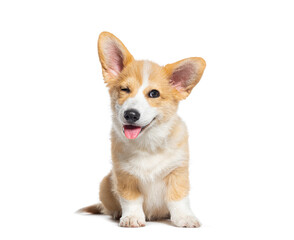 Poster - happy Puppy Welsh Corgi 14 Weeks old, dog winking, panting and sitting isolated on white