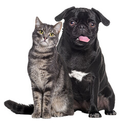 Poster - Dog and cat Sitting together. The pug is panting and look happy. both are looking at the camera