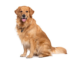 Poster - Happy sitting and panting Golden retriever dog looking at camera, Isolated on white