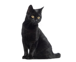 Poster - Black Kitten crossbreed cat, looking away, isolated on white