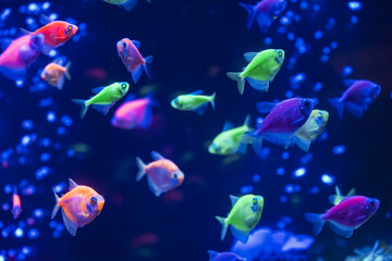 A flock of beautiful neon glowing fish in a dark aquarium with neon light. Glofish tetra. Blurred background. Selective focus. Underwater life.