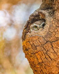 Wall Mural - Spotted owlet (Athene brama) in its nest