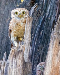 Wall Mural - Spotted owlet (Athene brama) in its nest