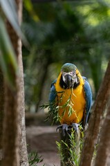 Sticker - Vertical selective shot of  blue and yellow macaw (Ara ararauna) playing with branch copy space area