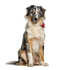  Blue merle australian shepherd sitting wearing a red scarf isolated on white