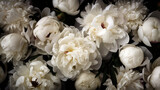 Fototapeta Tulipany -  White peonies flat lay wallpaper. AI