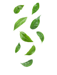 Wall Mural - Green leaves flying in the air isolated on transparent background.