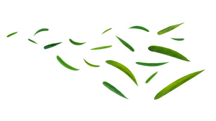 Wall Mural - Green leaves flying in the air isolated on background.