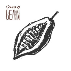 Cocoa bean icon. Hand drawn sketch vector Cacao beans. Leaves of  Cocoa bean isolated. Sign of Bean to bar cacao. Organic product doodle for cafe, shop, menu. Plant part for label, logo, sign, symbol.