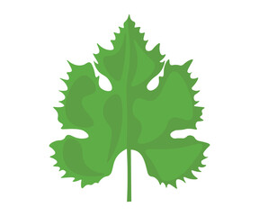 leaf grape
