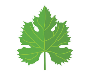 leaf grape