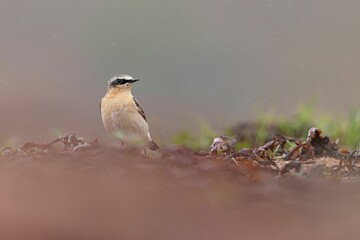 Canvas Print - Shallow focus shot of adorable Northern wheatear searching for food around the beach in Scotland