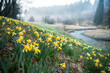 many wild daffodils blooming near river