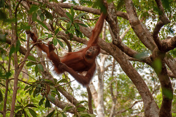 Graceful Borneo: Female Orangutan Hanging from a Branch in the Jungle