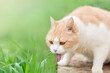 A domestic cat burps because it has eaten fresh grass in nature. Scottish Straight White, red pet. Cleansing the stomach, poisoning, sticking out the tongue. Copy space