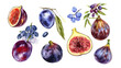 Set ripe fig fruit, slice, plum, blueberry, grape, olives isolated on white. Watercolor handrawing botanic illustration