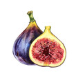 Raw fig fruit, slice isolated on white background. Watercolor handrawing botanic realistic illustration. Art for design