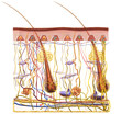Skin Anatomy. Sensory receptors. 3D illustration