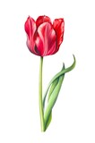 Fototapeta Tulipany - Watercolor red tulip isolated on white background. Generative AI.