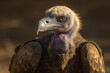 Closeup portrait of a Ruppel's griffon vulture on the ground. Generative AI