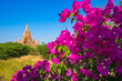© robertharding - Purple flower of bougainvillea with pagoda in background, Old Bagan (Pagan), UNESCO World Heritage Site, Myanmar