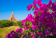 Purple Flower Of Bougainvillea With Pagoda In Background, Old Bagan (Pagan), UNESCO World Heritage Site, Myanmar