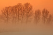 © robertharding - Trees in freezing mist, The Fens, Norfolk