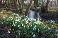 Snowdrops (Galanthus) Growing Beside Stream In Woodland In Late Afternoon Sunlight, Burghclere, Hampshire