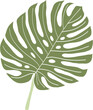 © tanarch - Simplicity monstera leaf freehand drawing