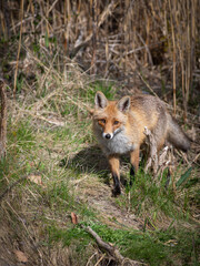 Wall Mural - red fox standing in the reeds in the wild